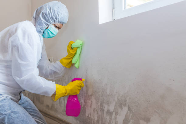  North Bellmore, NY Mold Removal Pros